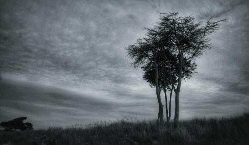 Tree 1, Darss Beach, Ruegen Island.