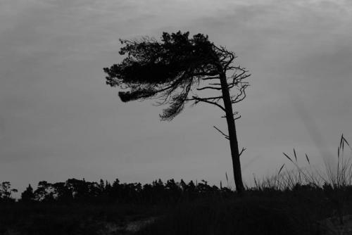Tree 2, Darss Beach, Ruegen Island.