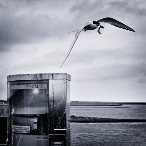 DSC07945-Jul-15-2019-450