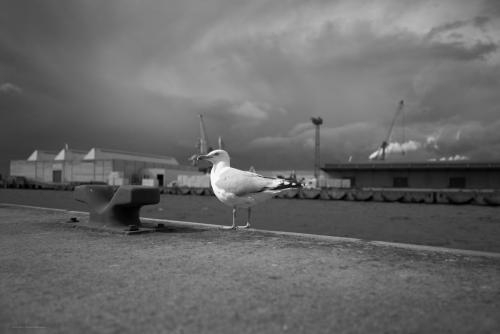 Grey-22-05-27-L1001053